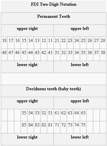 Tooth Charts