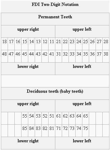 International Tooth Numbering System Chart