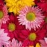 Floatyflowers