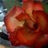 wild_trose