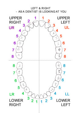 Letters and numbers system for tooth numbering as used in the UK and Ireland