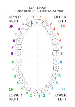 Fdi Tooth Numbering System Chart