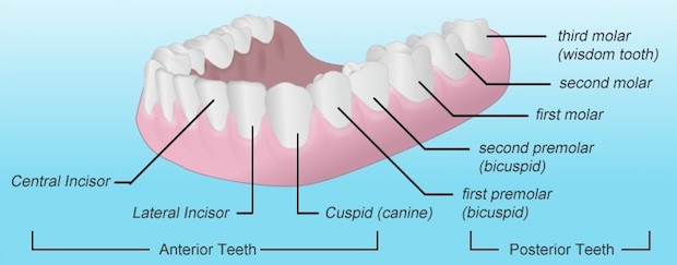 The names of teeth and their locations: incisors, canines, premolars, and molars.
