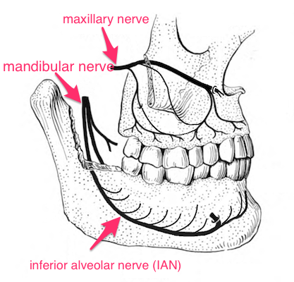 Innervation of the teeth