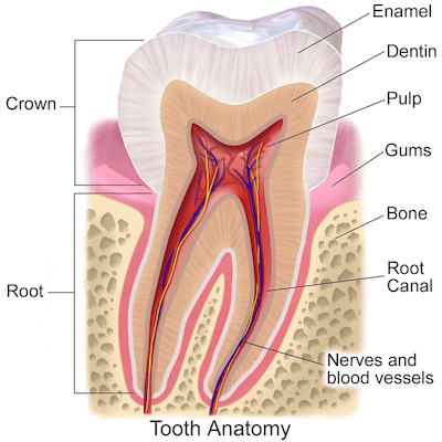 Tooth anatomy showing the enamel, dentine and pulp