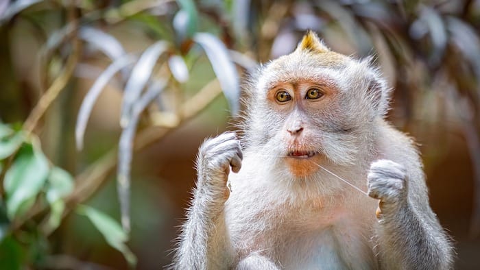 Monkey demonstrating poor flossing technique