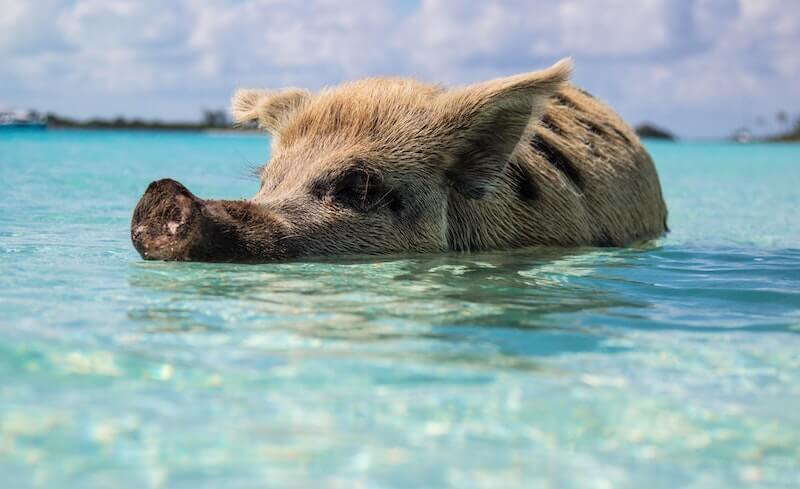 Cute pig breathing through its nose