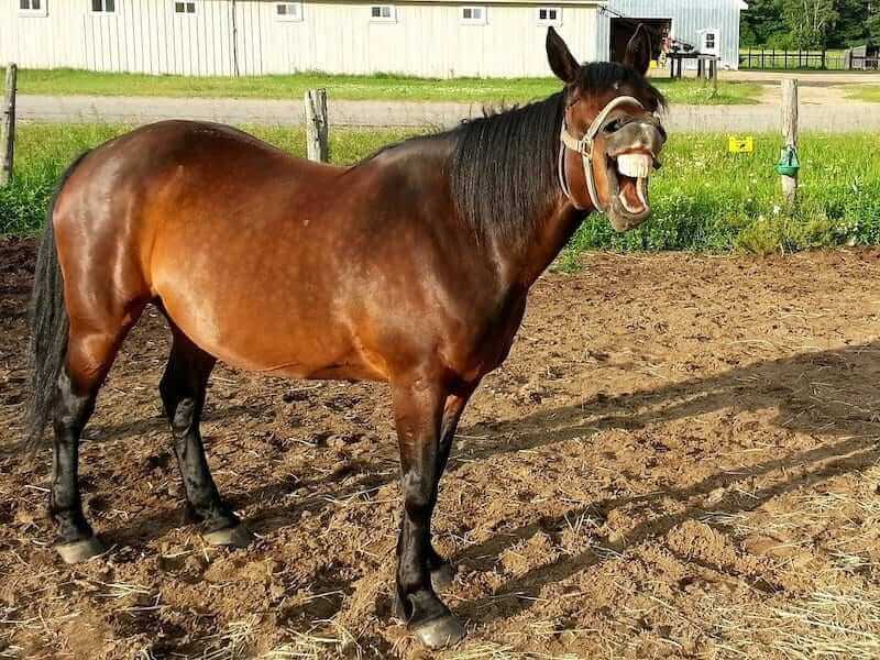 A grinning horse