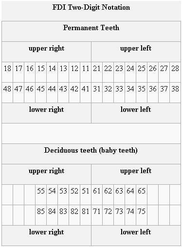FDI Two-Digit Notation tooth numbering system