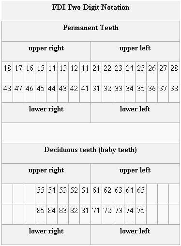 teeth numbers quadrants