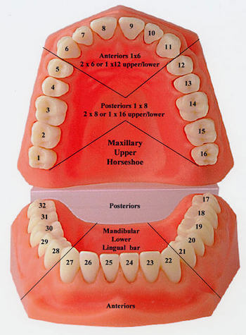 Universal System notation system for tooth numbers