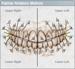 Palmer Notation Method tooth numbering system