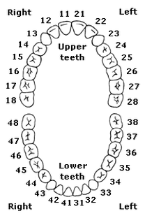 The WHO's ISO tooth numbering system